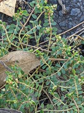 Image of Euphorbia dallachyana Baill.