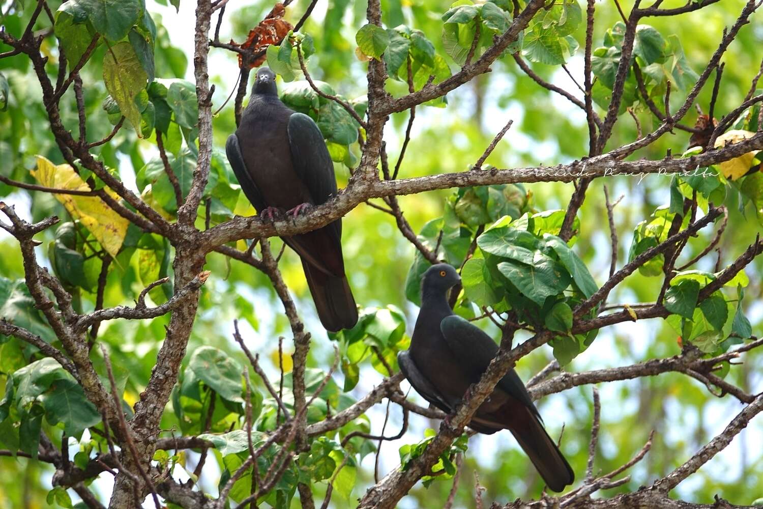 Image of Christmas Imperial Pigeon