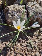 Image of Crocus aleppicus Baker