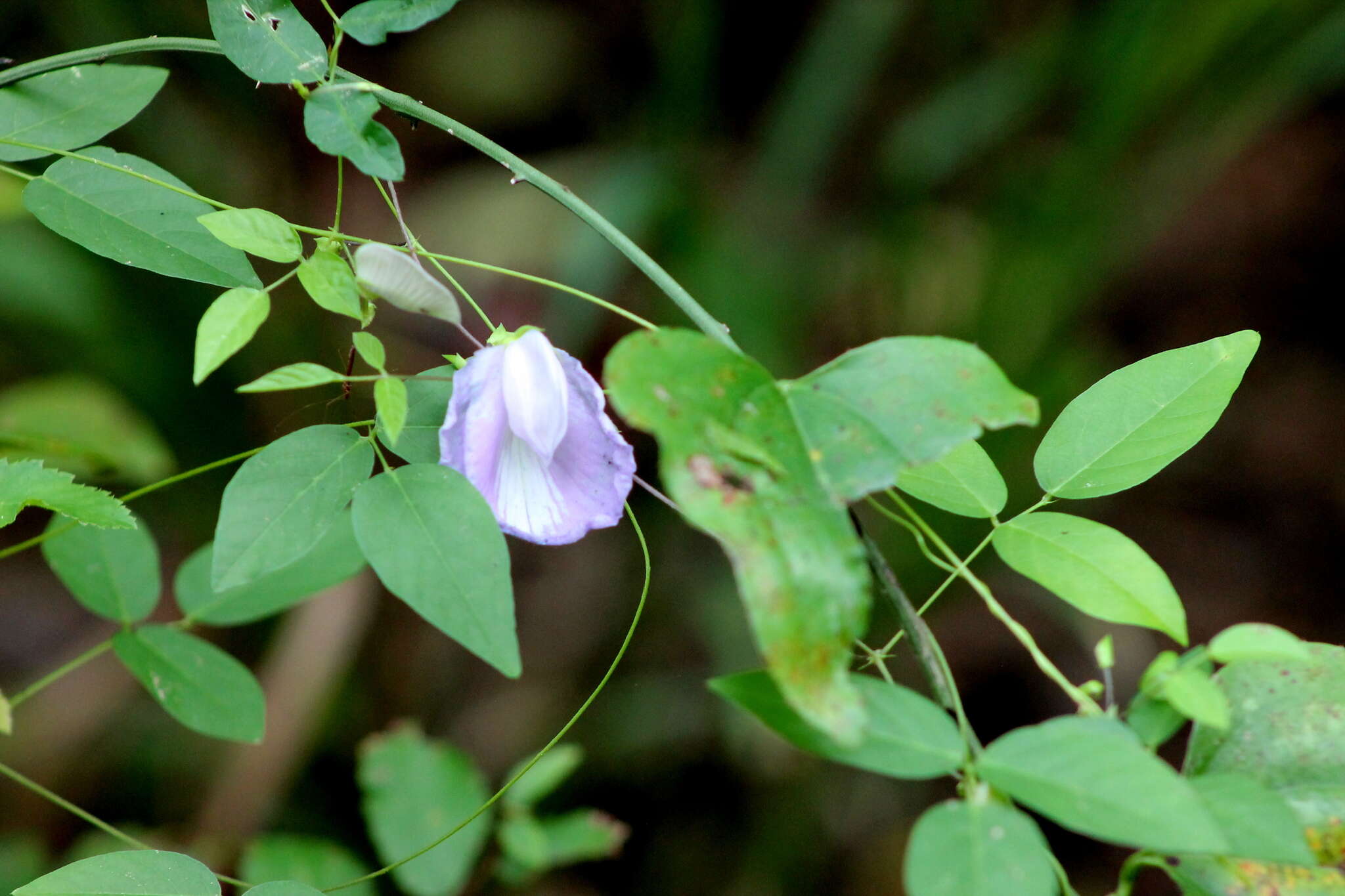 Plancia ëd Centrosema virginianum (L.) Benth.