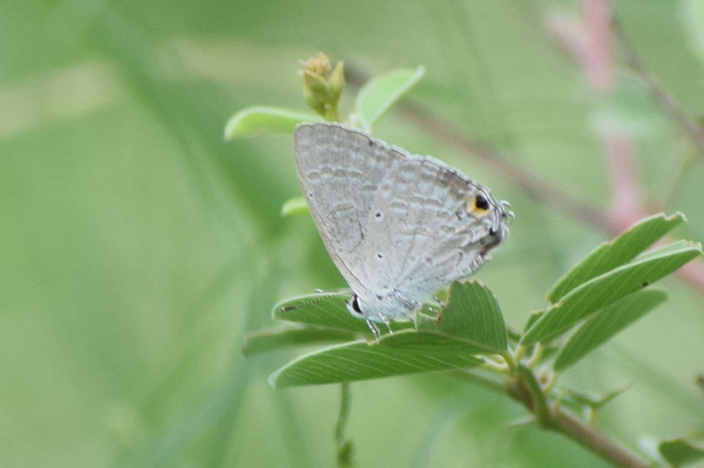 Image de Catochrysops