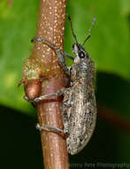 Image of Tanymecus (Tanymecus) lacaena (Herbst 1797)