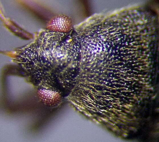 صورة Stygnocoris rusticus (Fallen & C. F. 1807)