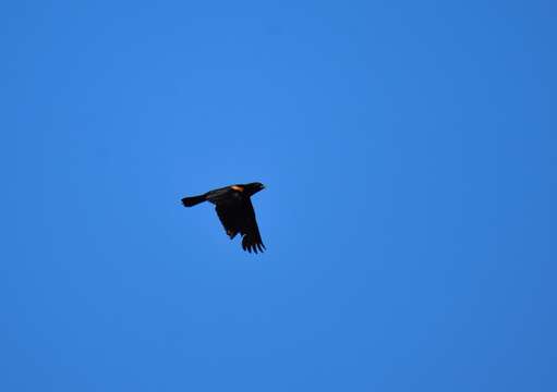 Image of Tawny-shouldered Blackbird