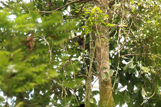 Image of Crested Mona Monkey