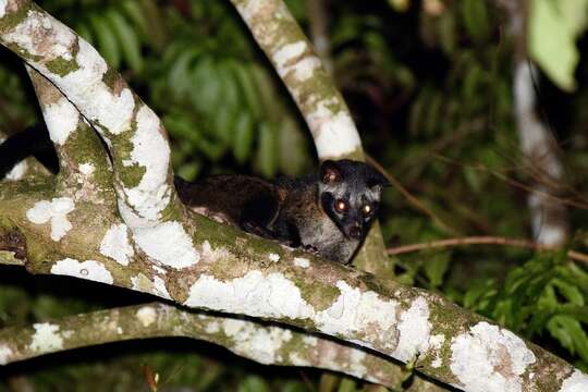 صورة Paradoxurus philippinensis