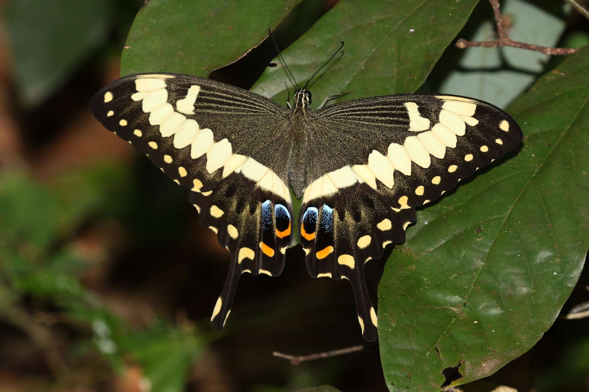 Sivun Papilio ophidicephalus Oberthür 1878 kuva