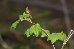 Image of Ribes maximoviczianum Kom.