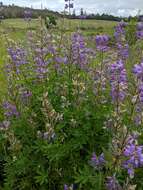 Image of Riverbank Lupine