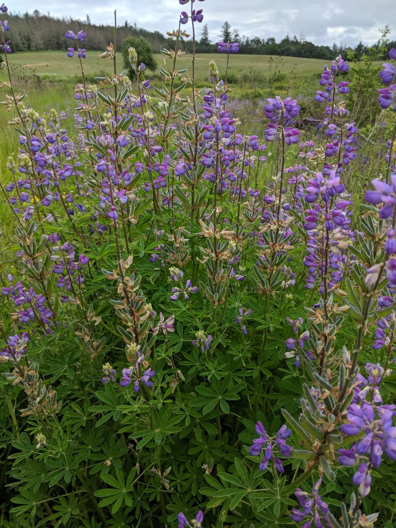 Image of Riverbank Lupine