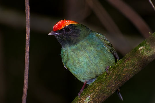 Image of Blue Manakin