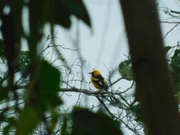 Image of White-edged Oriole