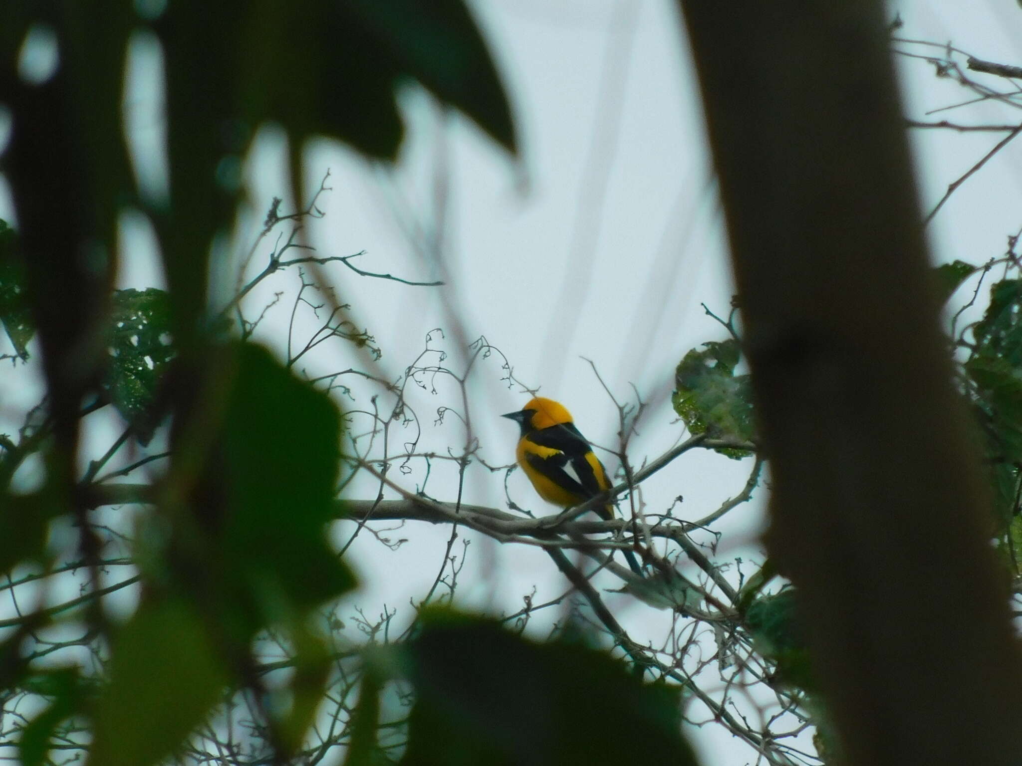 Image of White-edged Oriole