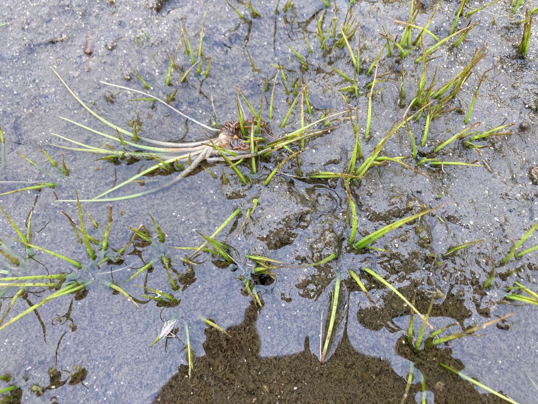 Image of Isoetes echinospora Dur.