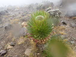 Image of Lobelia deckenii subsp. deckenii