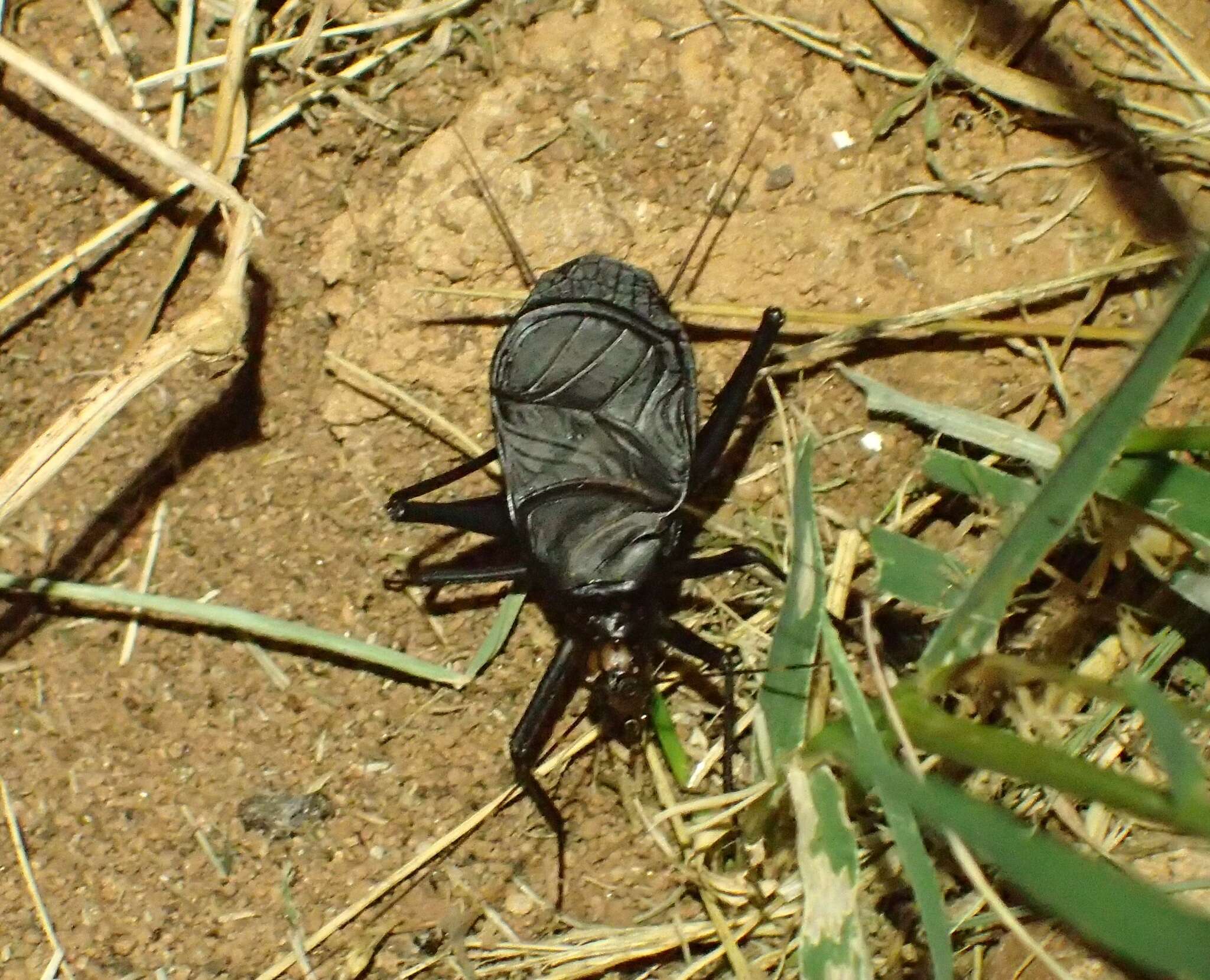 Image of Homoeogryllus orientalis Desutter-Grandcolas 1985