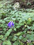 Imagem de Aconitum uncinatum L.