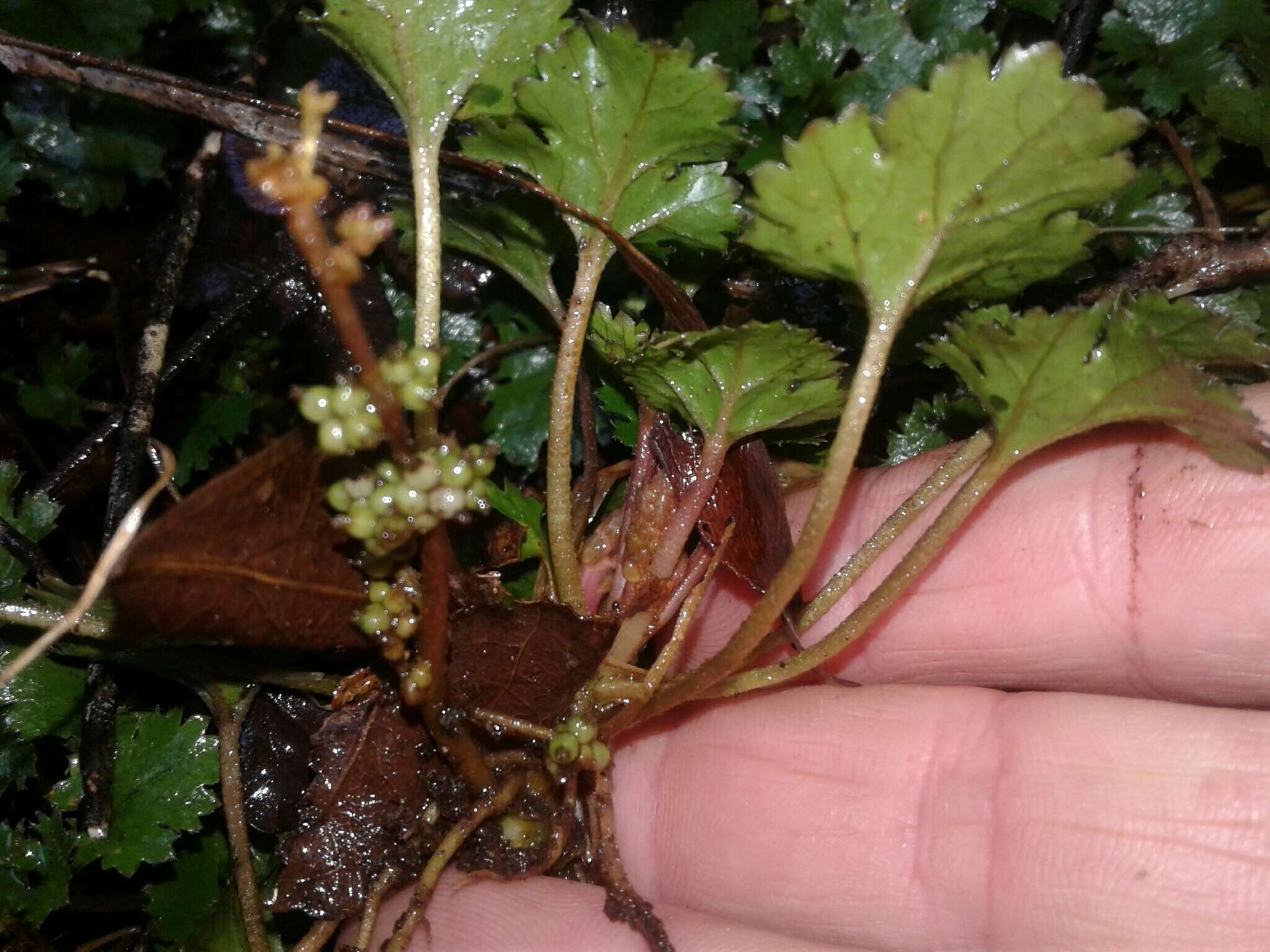 صورة Gunnera monoica Raoul