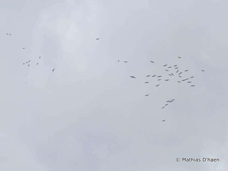 Image of Great White Pelican