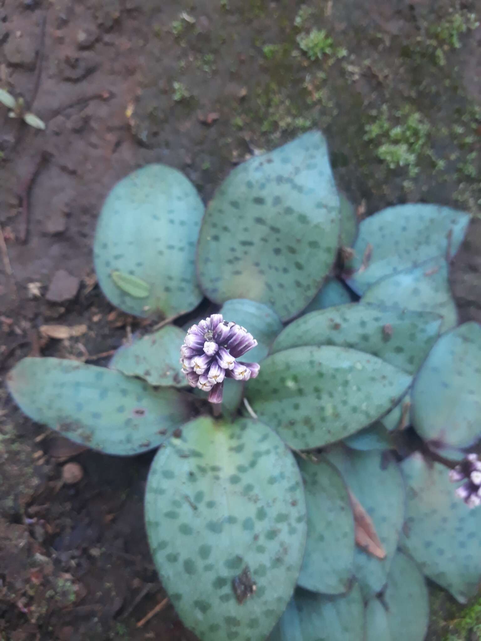 Image of Drimiopsis burkei Baker