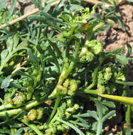 Image of Creeping Watercress