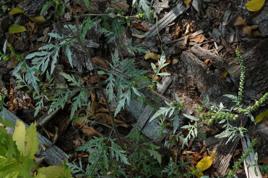 Image of Golovinomyces ambrosiae (Schwein.) U. Braun & R. T. A. Cook 2009