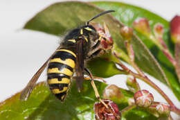 Image of Dolichovespula alpicola Eck 1984