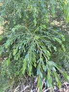 Acacia howittii F. Muell. resmi