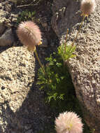 Image of white pasqueflower