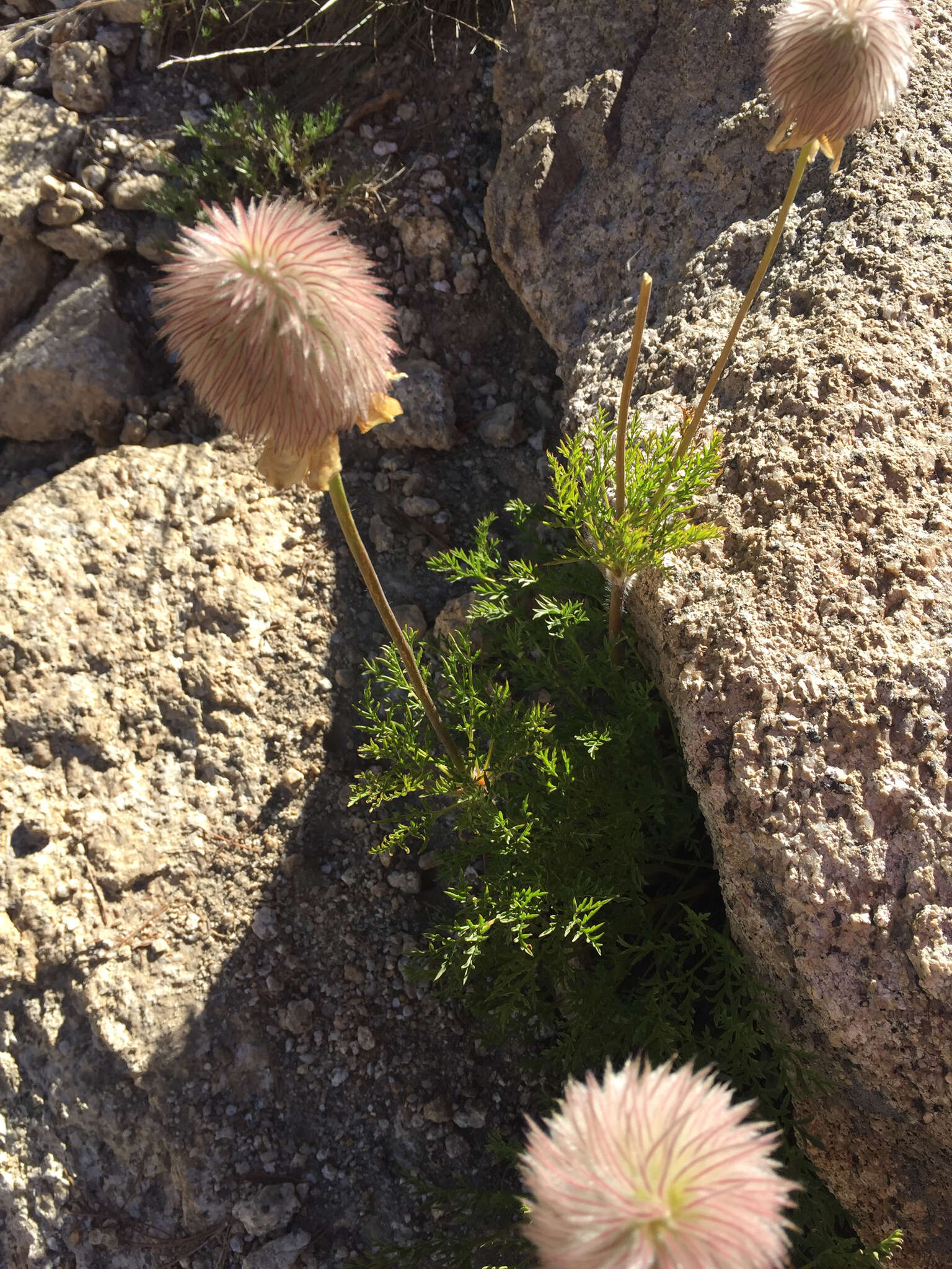 Image of white pasqueflower