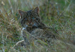 Image of European Wildcat