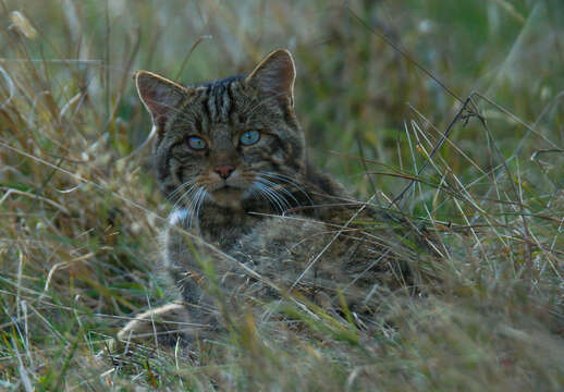 Image of European Wildcat