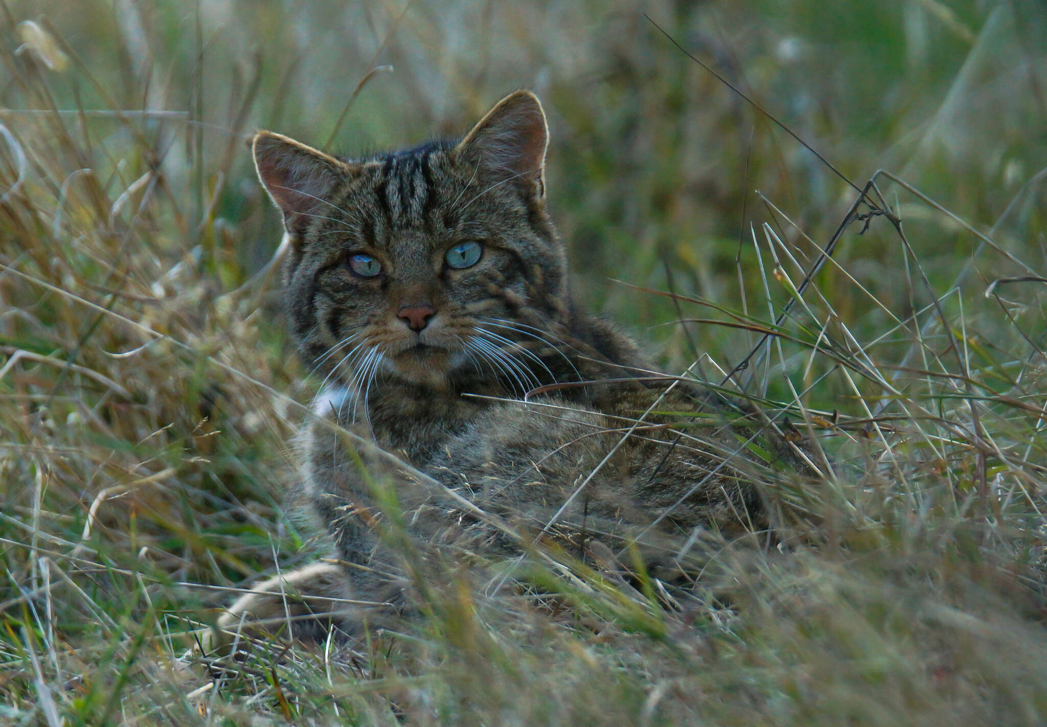 Image of European Wildcat