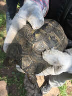 Image of Mediterranean Spur-thighed Tortoise