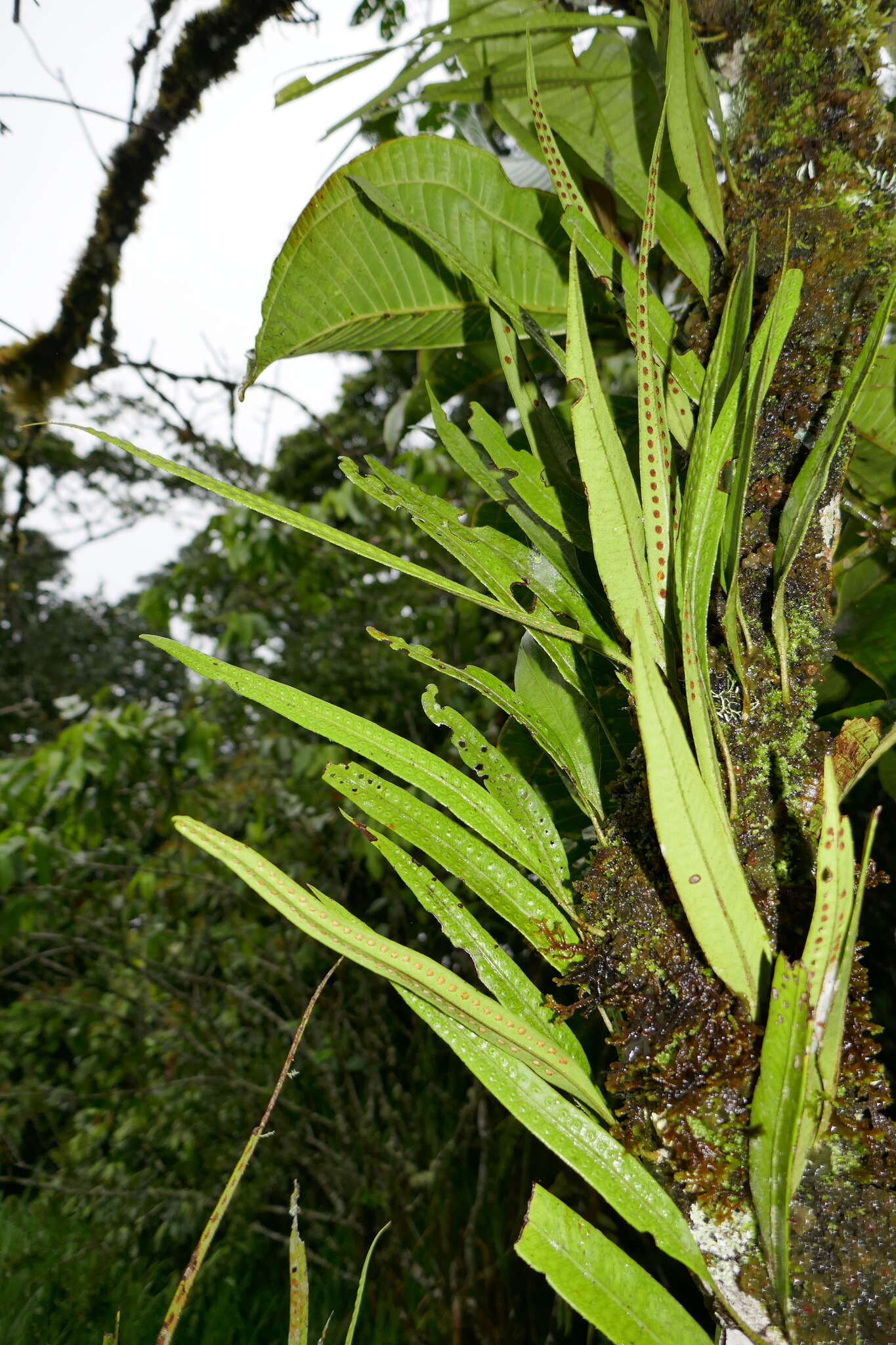 Image of Microgramma percussa (Cav.) Sota