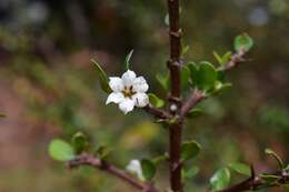 Image of Randia chiapensis Standl.