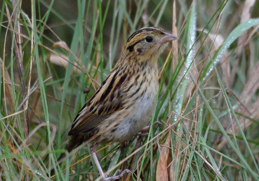 Image of Le Conte's Sparrow