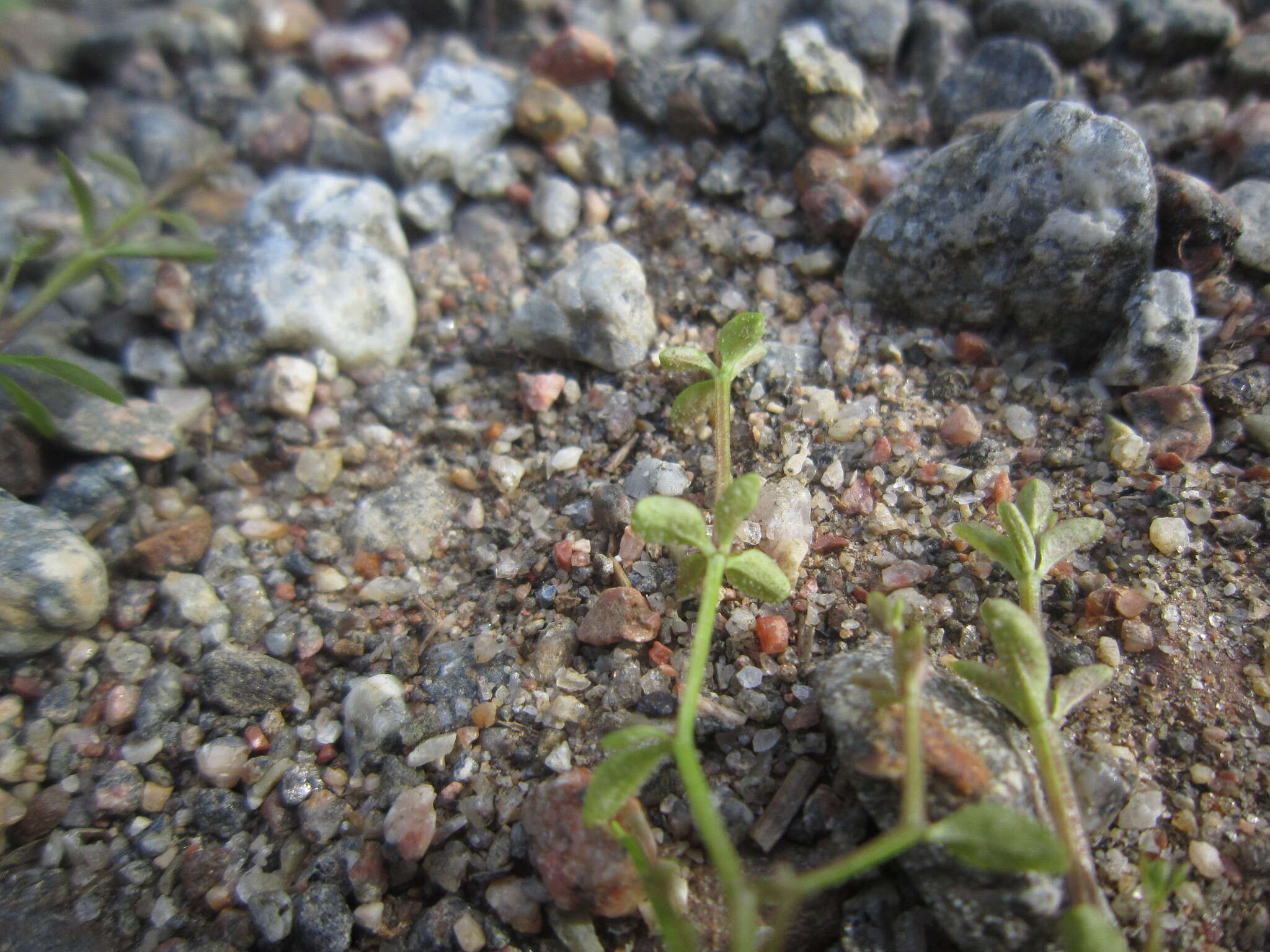 Image of Peronospora galii