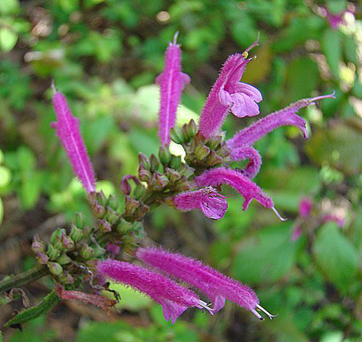 Salvia iodantha (rights holder: Dick Culbert)