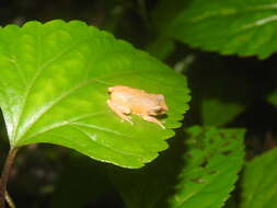 Image of Koadaikanal Bush Frog