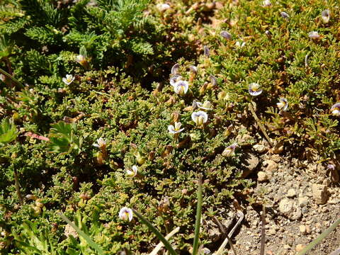 Image of Adesmia parvifolia Phil.