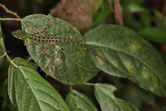 Sivun Anolis ventrimaculatus Boulenger 1911 kuva