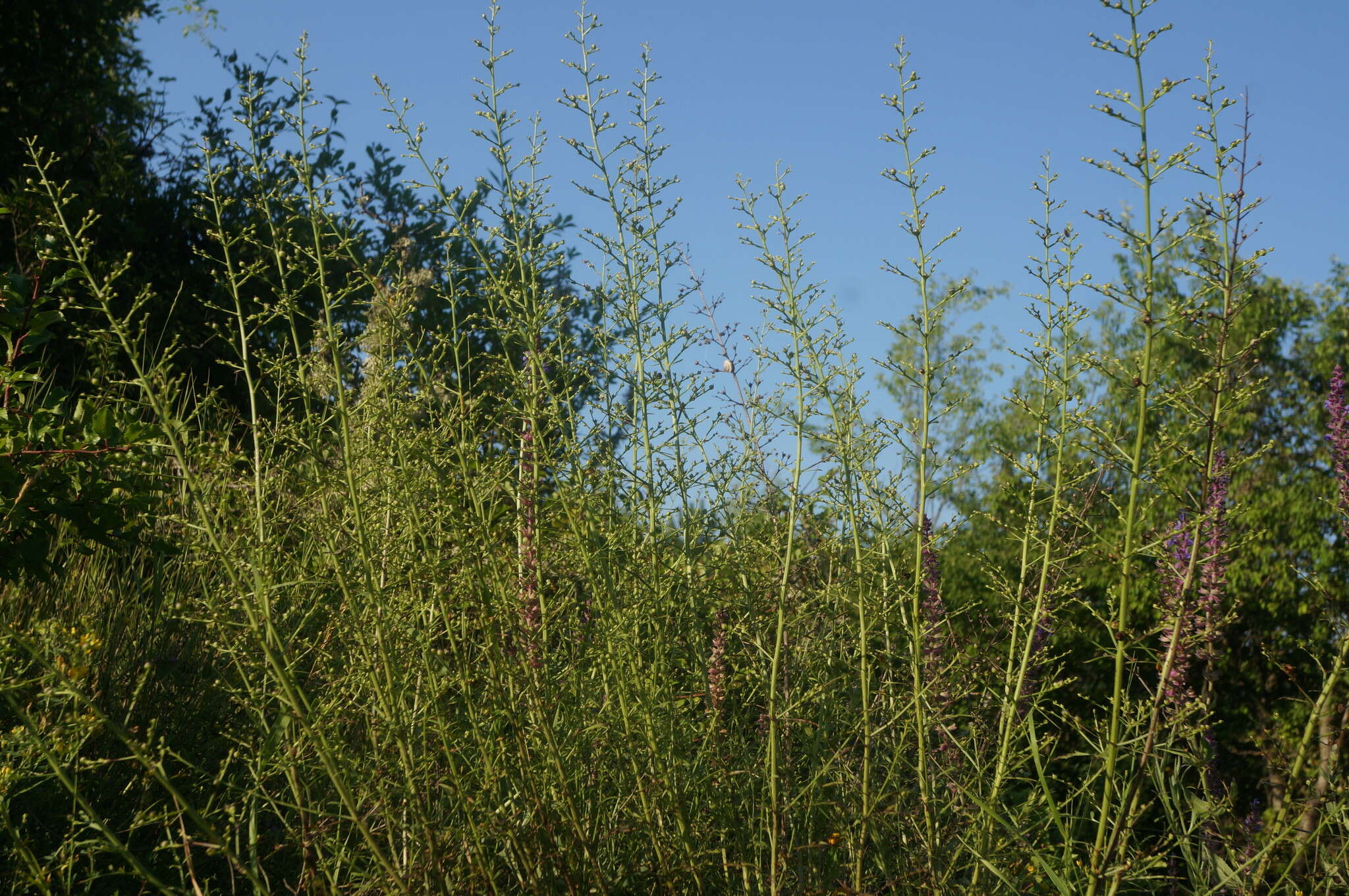 Image of Scrophularia canina subsp. bicolor (Sibth. & Sm.) W. Greuter