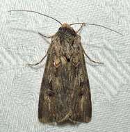 Image of Agrotis munda Walker 1856