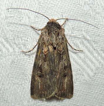 Image of Agrotis munda Walker 1856