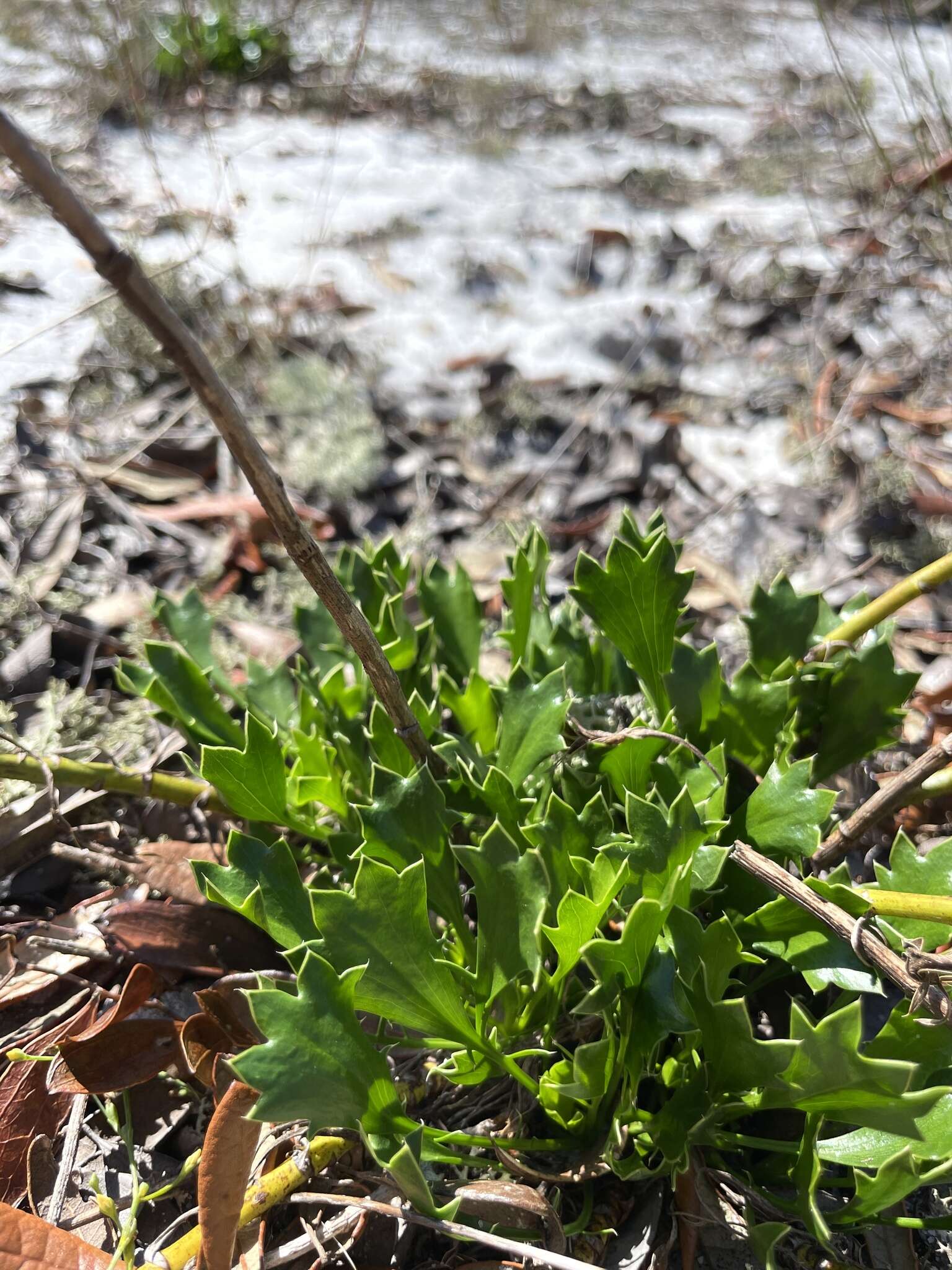 Image of wedgeleaf eryngo