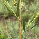 Image of Searsia pygmaea (Moffett) Moffett