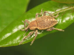 Image of <i>Donus philanthus</i>