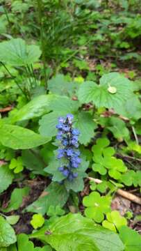 Image of Ajuga hybrida A. Kern.