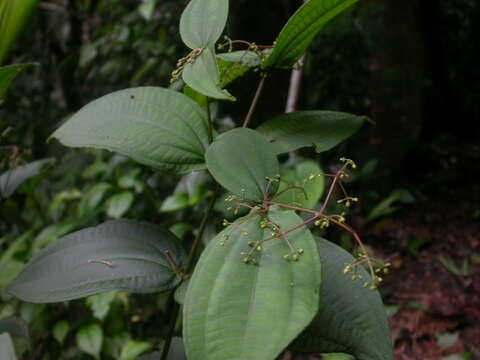 صورة Conostegia dissitiflora (Almeda) Kriebel